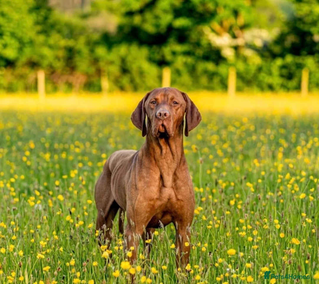 Hungarian Vizsla dogs for sale: Ready to leave KC Registered Vizsla Puppy  - Advert 17