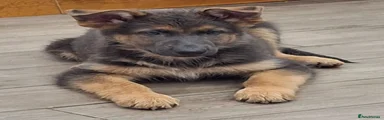 German Shepherd Puppy 3