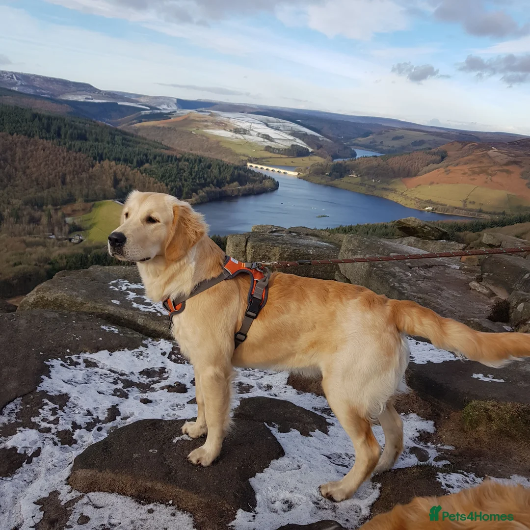 Golden Retriever dogs for sale: Golden Retriever puppies- 3 weeks old - Advert 19