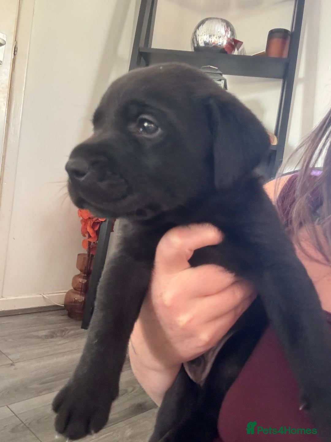 Labrador Retriever dogs for sale: 1 beautiful kc lab - Advert 30