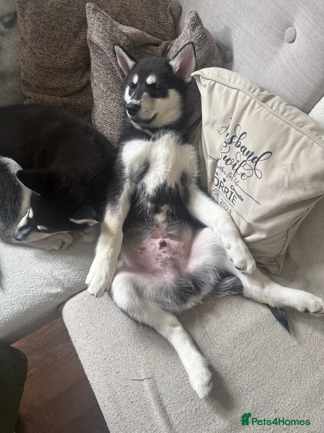 Siberian Husky dogs for sale: Siberian huskies ♥️ - Advert 2