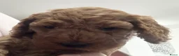 Cockapoo dogs for sale: COCKAPOO PUPPIES - Advert 31