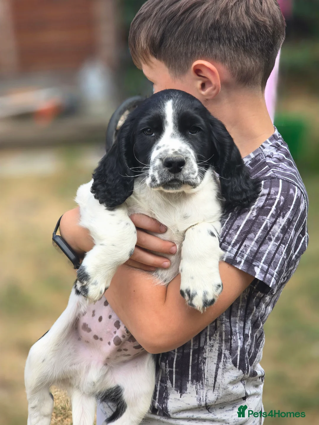 Mixed Breed dogs for sale: Clumber springer cocker x3 available  - Advert 12