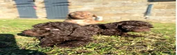 Miniature Poodle dogs for sale: Gorgeous Miniature Poodle Pups - Advert 3