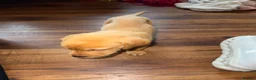 Labrador Retriever dogs for sale: Fox Red Labrador - Advert 16