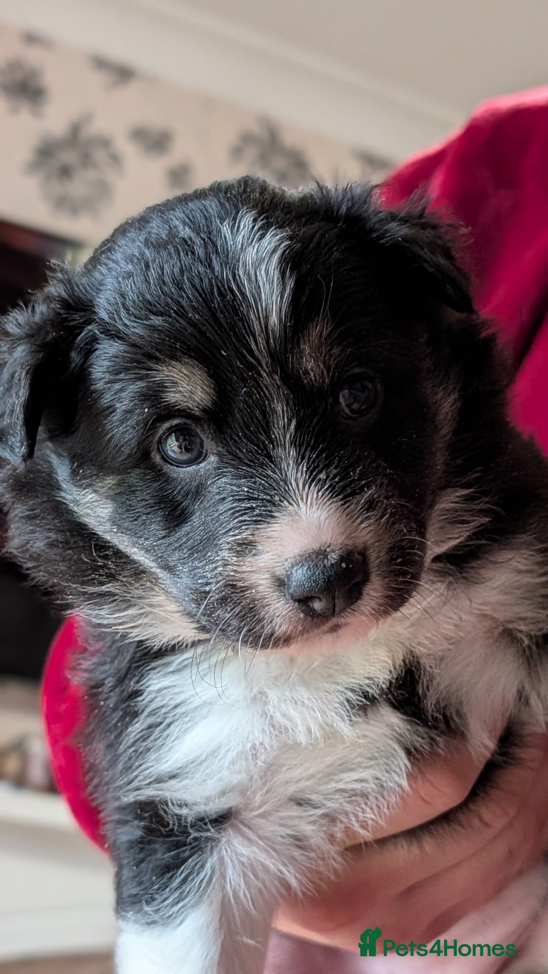 Mixed Breed dogs for sale: Shollie Pups Mid Feb! (German ShepxBorder Collie) - Advert 21