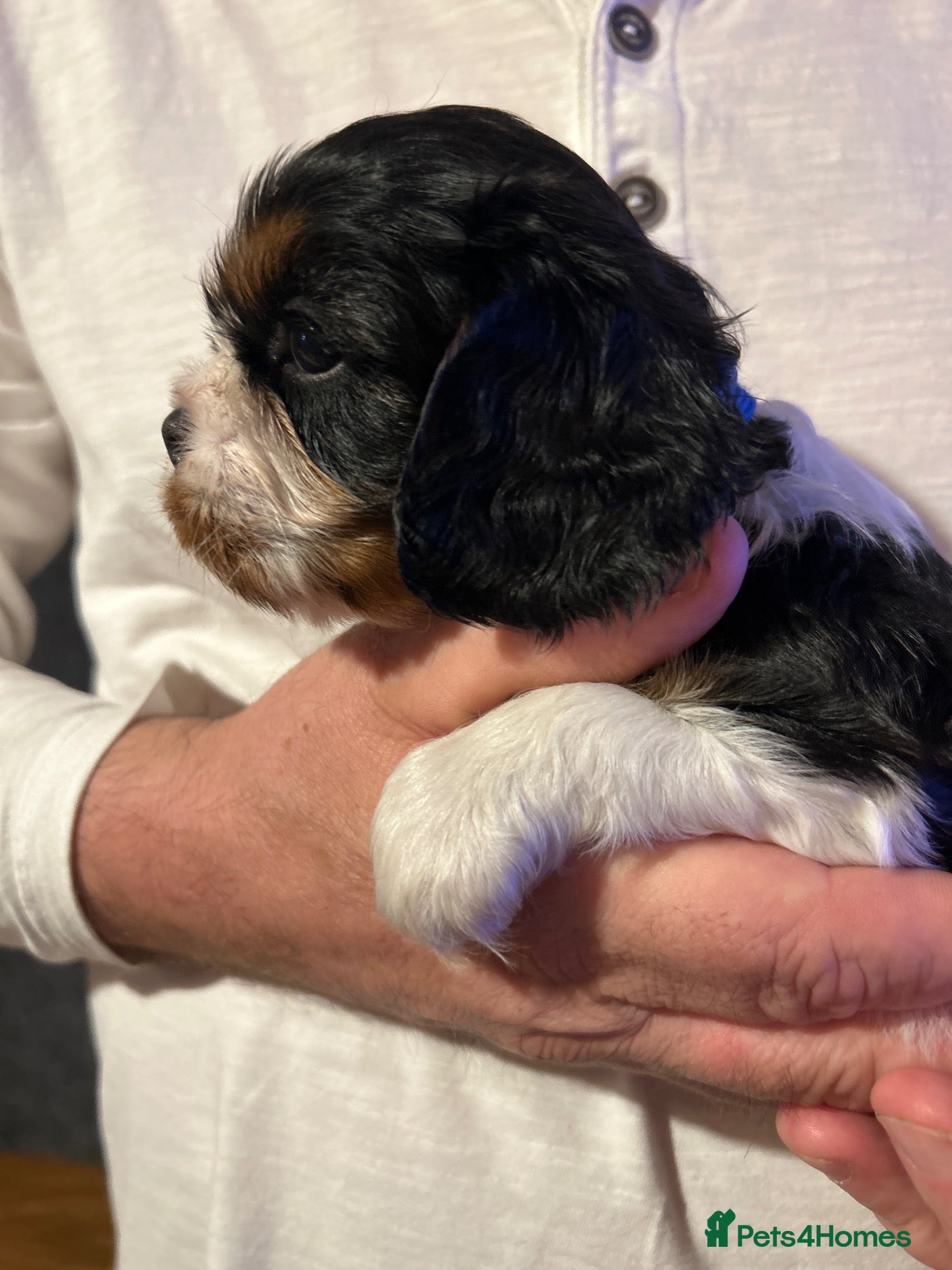 Cavalier King Charles Spaniel dogs for sale: One quality boy available to reserve   - Advert 1