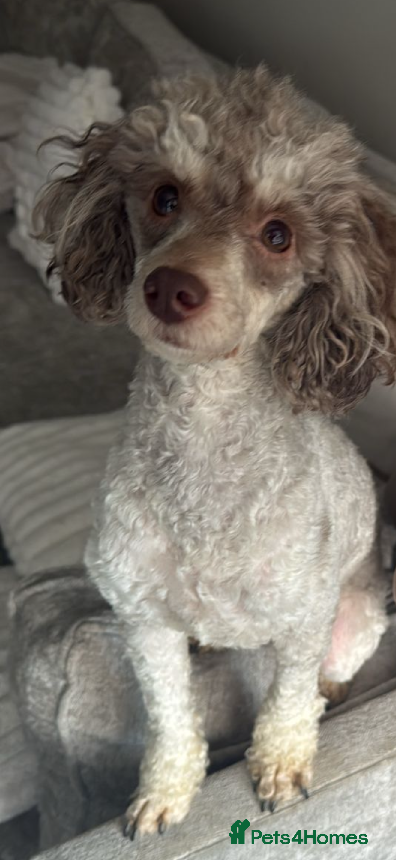 Toy Poodle dogs Chocolate phantom non fading toy poodles  - Advert 2