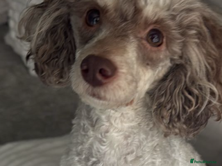 Toy Poodle dogs Chocolate phantom non fading toy poodles - Advert 2