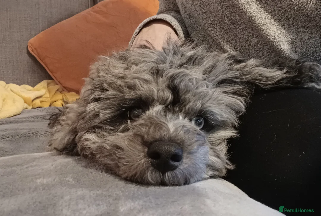 Cavapoo dogs for sale: Beautiful Blue Merle Cavapoo F1B - 7 months old - Advert 7