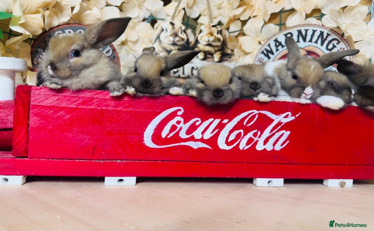 Mini Lion Lop rabbits - Advert 2