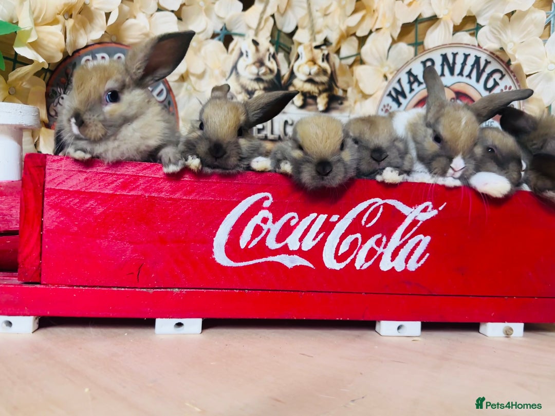 Mini Lion Lop rabbits for sale: Mini lion lops - Image 1