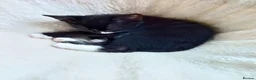 Mixed Breed cats for sale: House kittens  - Advert 5