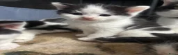 Mixed Breed cats for sale: Kittens for sale  in Keighley - Advert 7
