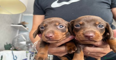 Dachshund dogs - Advert 16