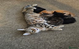 European cats for sale: Three awesome girls - Image 4