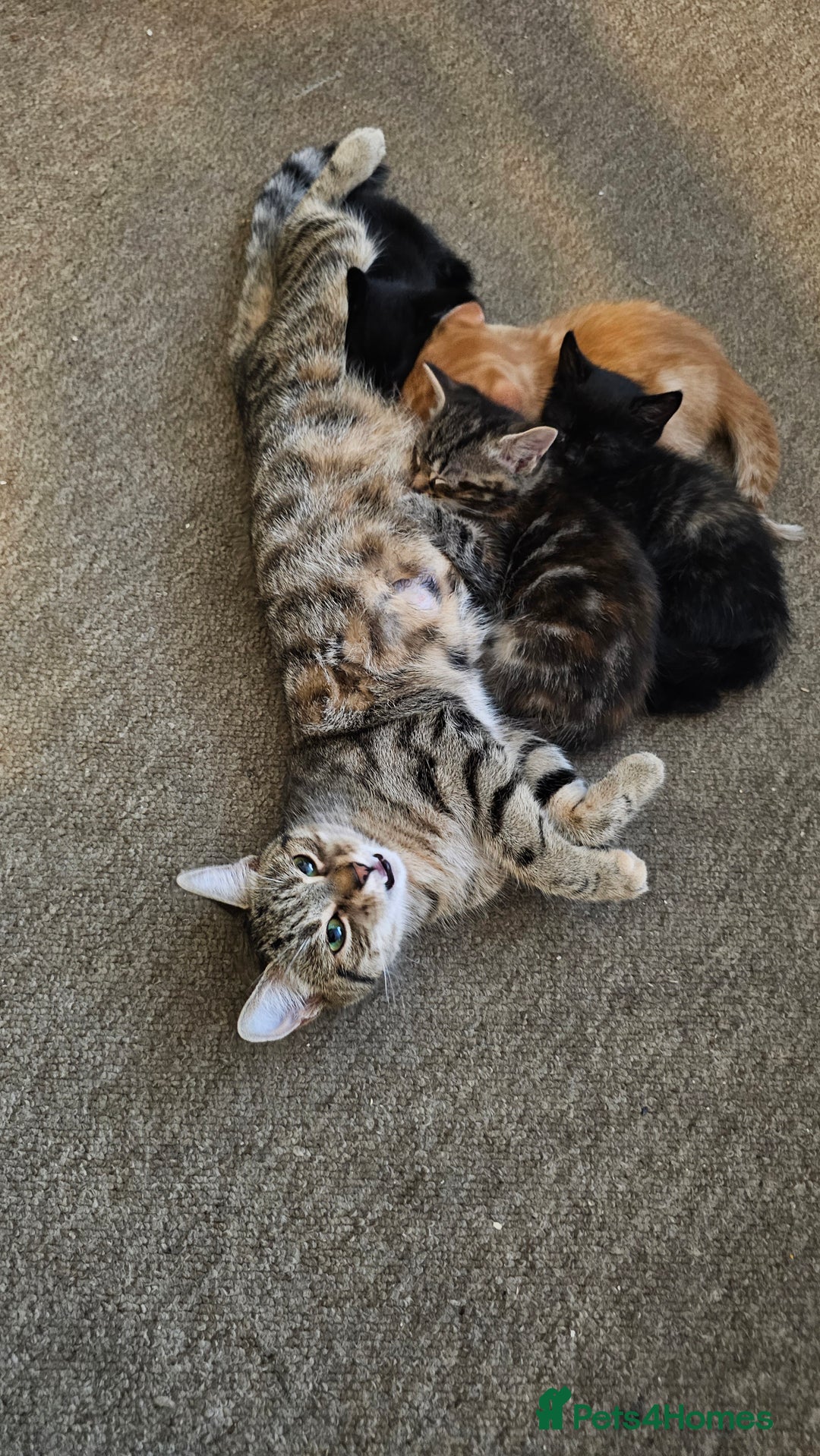 European cats for sale: Three awesome girls - Image 4