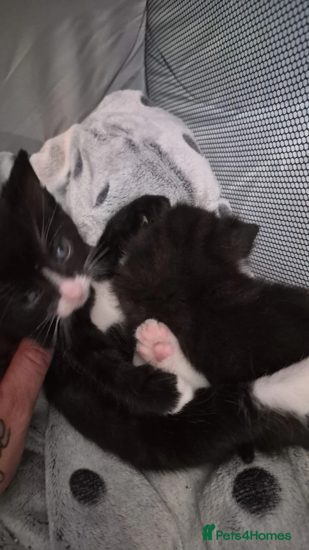 Mixed Breed cats for sale: Mix breed male boy  - Advert 5
