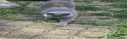British Shorthair cats for sale: Boy kittens - Advert 10