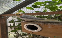 Cockatiels birds for sale: Male Hand Reared Cockatiel + Large Cage + Supplies - Image 2