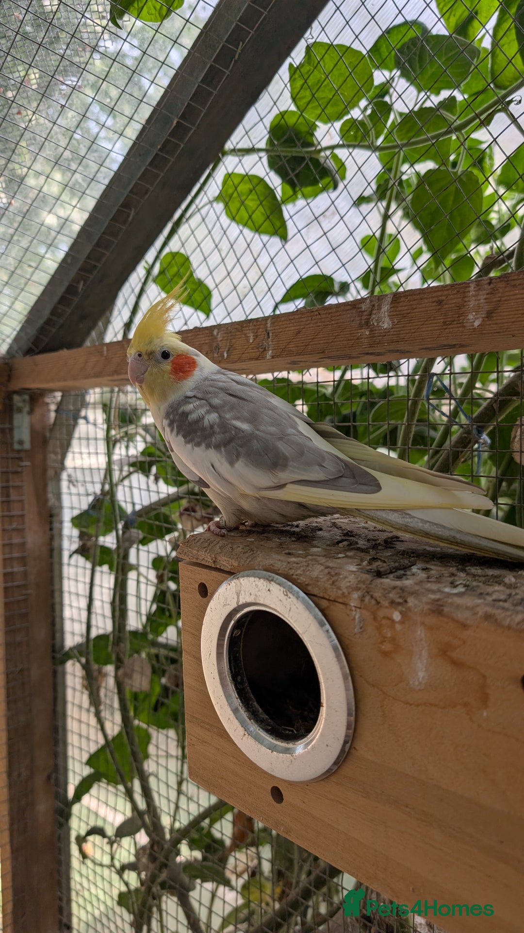 Cockatiels birds for sale: Male Hand Reared Cockatiel + Large Cage + Supplies - Image 2