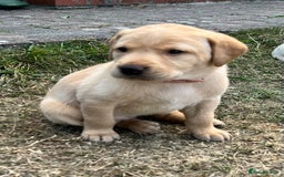 Labrador Retriever dogs for sale: Golden Labrador Puppies for Sale - Image 16