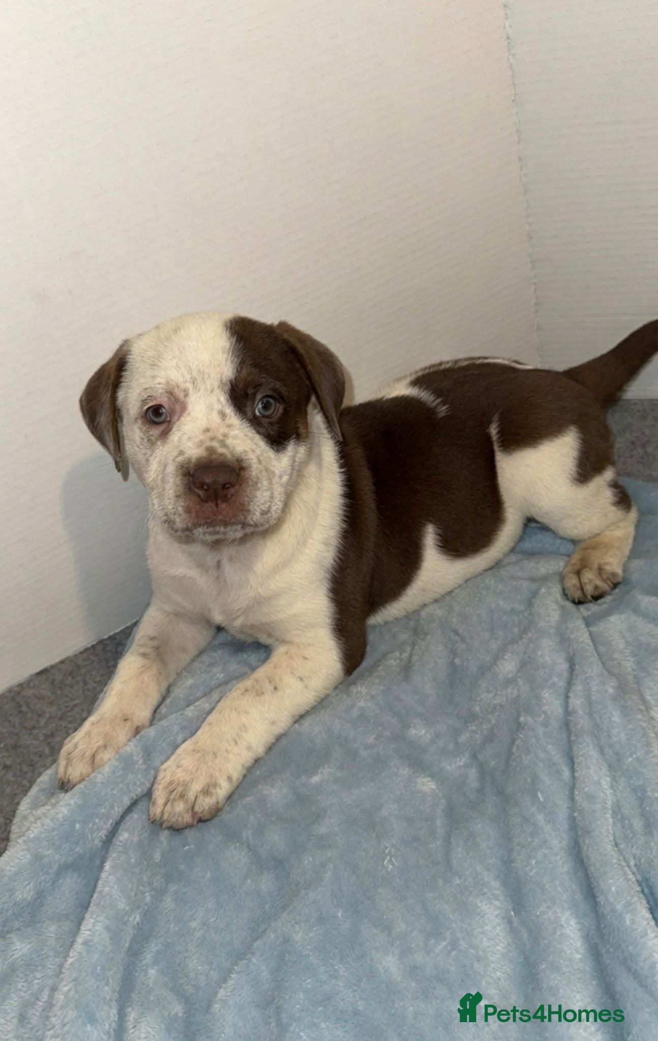 Mixed Breed dogs PRESA CANARIO X AMERICAN BULLY PUPS 3 BOYS 2 GIRLS - Advert 6