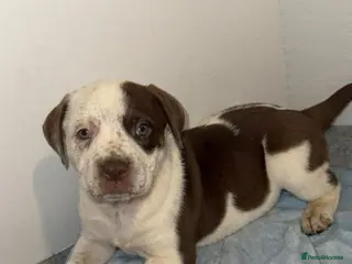 Mixed Breed dogs PRESA CANARIO X AMERICAN BULLY PUPS 3 BOYS 2 GIRLS - Advert 6