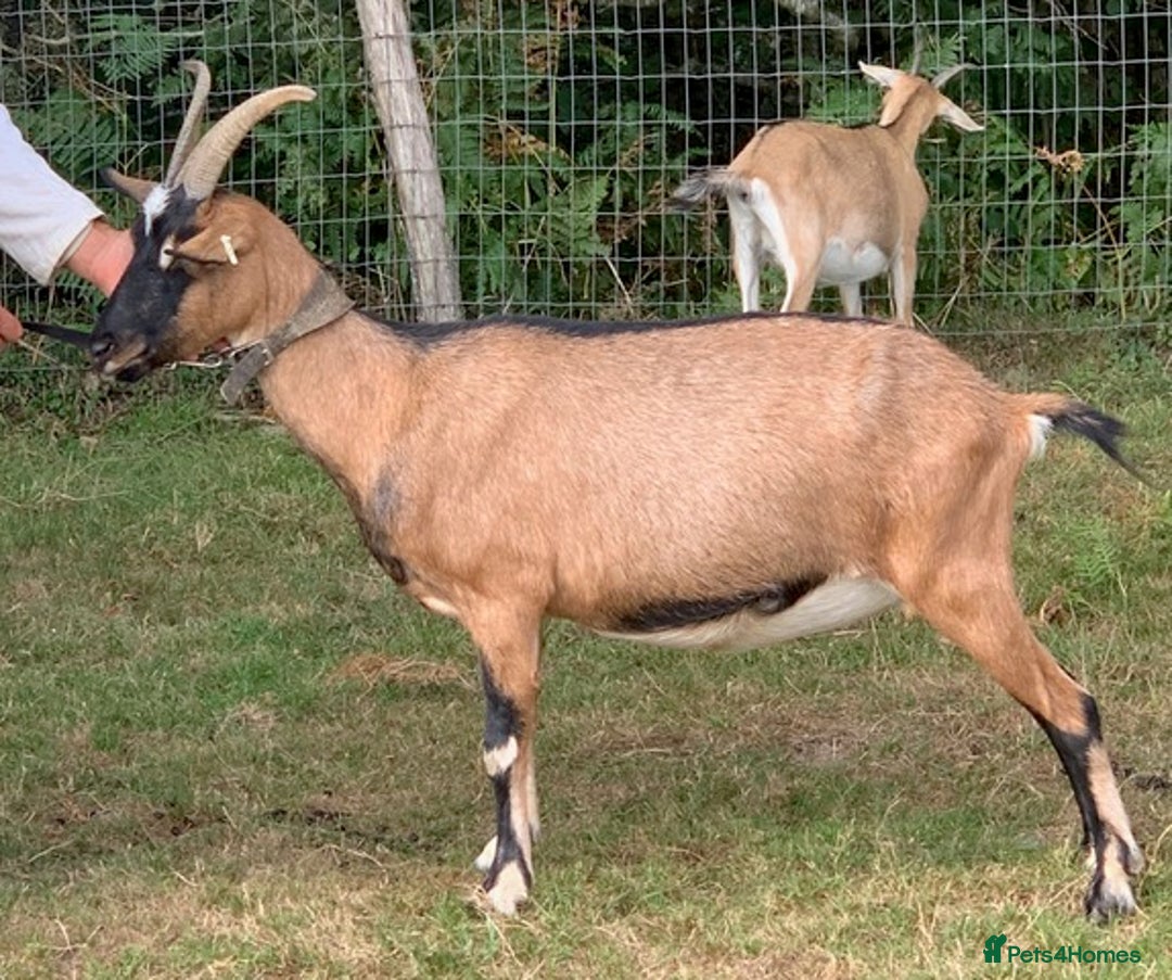 Goats livestock for sale: Three female English goats for £650 - Image 3