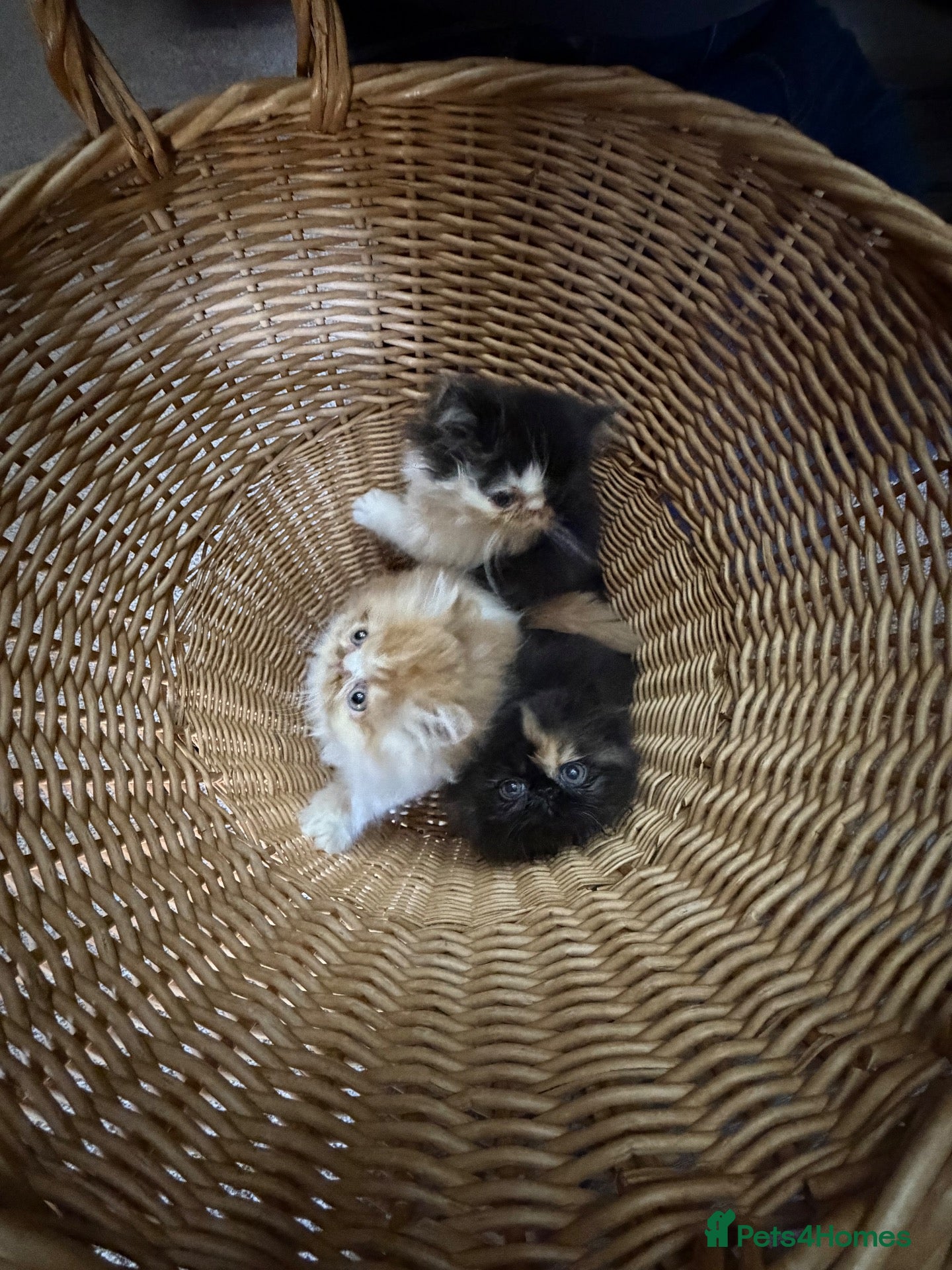 Persian cats Beautiful Pedigree Persian Kittens ready NOW - Advert 2