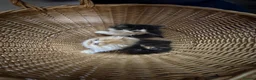 Persian cats for sale: Beautiful Pedigree Persian Kittens ready NOW - Advert 2