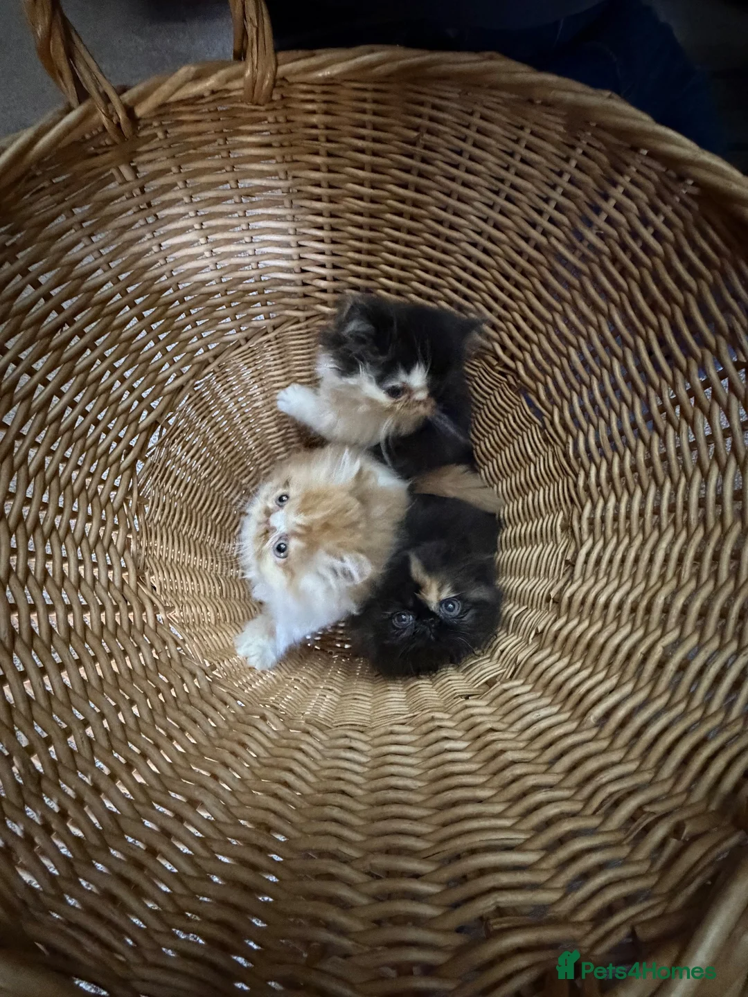 Persian cats for sale: Beautiful Pedigree Persian Kittens ready NOW - Advert 2