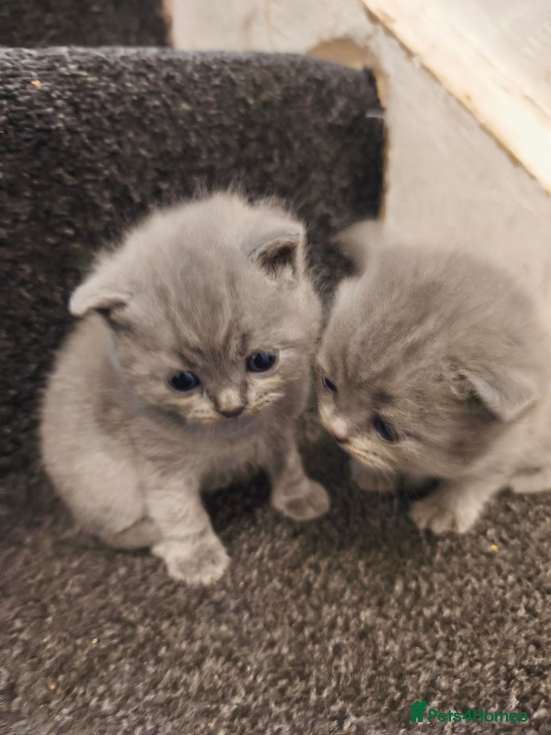 British Shorthair cats for sale: British short hair kittens - Advert 6