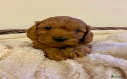 Cockapoo dogs for sale: Deep Fox Red Toy Cockapoos   - Image 13