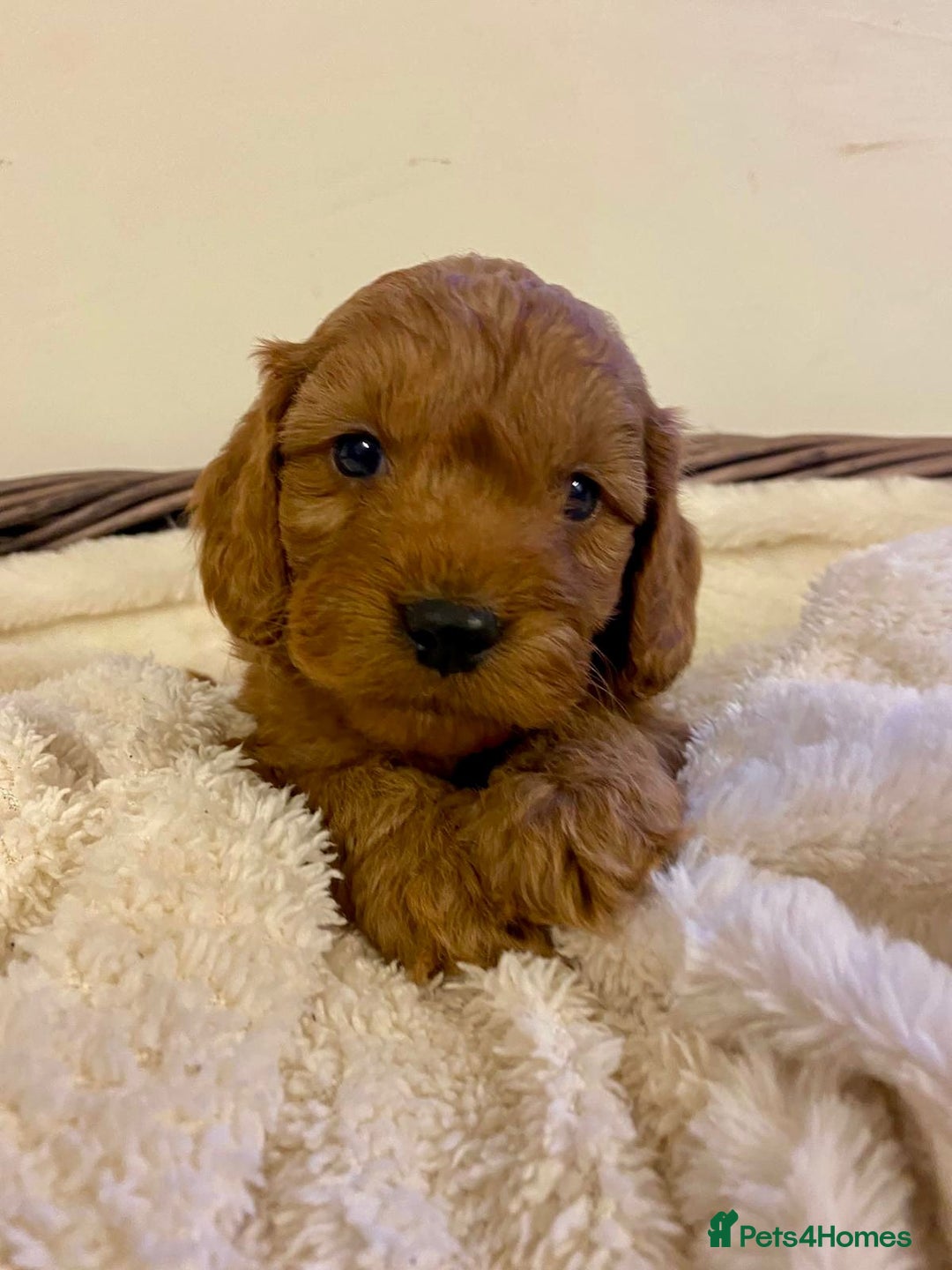 Cockapoo dogs for sale: Deep Fox Red Toy Cockapoos   - Image 13