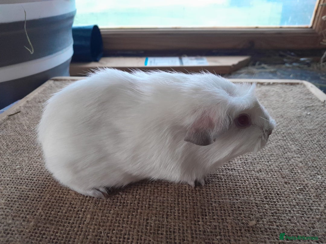Guinea Pig rodents for sale: Male guinea pigs and Skinny available - Advert 2