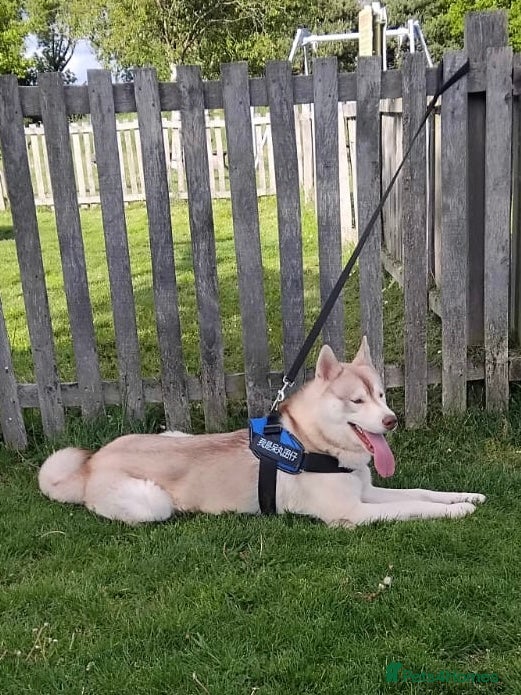 Siberian Husky dogs Husky for Stud - Advert 13