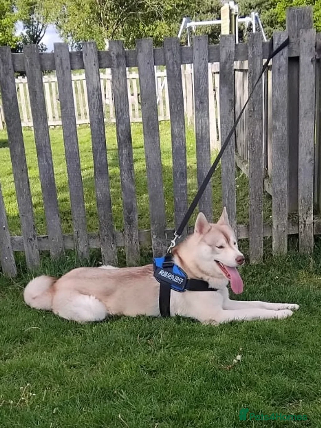 Siberian Husky dogs for stud: Husky for Stud in Worcester - Advert 1