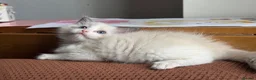 Ragdoll cats for sale: ACTIVE Bicolor Registered Ragdoll kittens - Advert 6