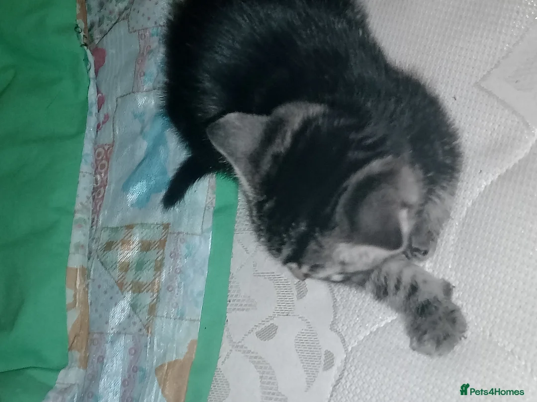 Mixed Breed cats for sale: Beautiful gems to add to a loving family  in Dudley - Advert 2