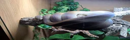 Snake reptiles for sale: Royal Pythons, Boa, Olive python Hoggies, Tortoise in Andover - Advert 5