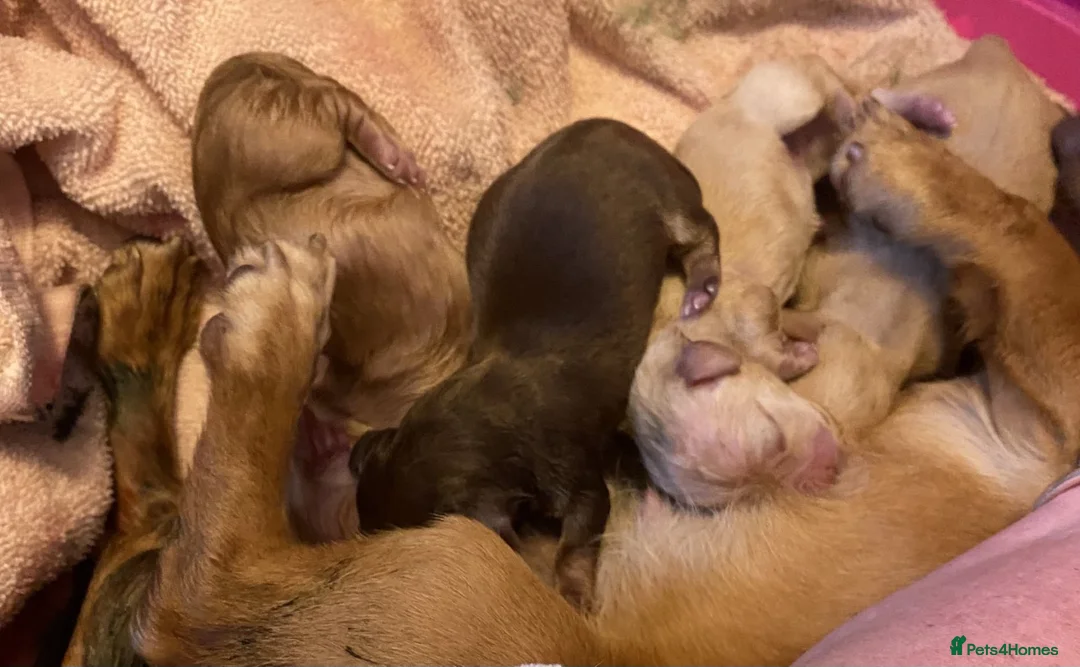 Miniature Dachshund dogs for sale: KC MINIATURE LONG COAT PUPPIES - Advert 2