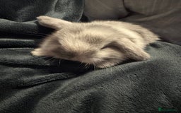Mini Lop rabbits for sale: Extremely friendly mini lop babies for sale  - Image 9
