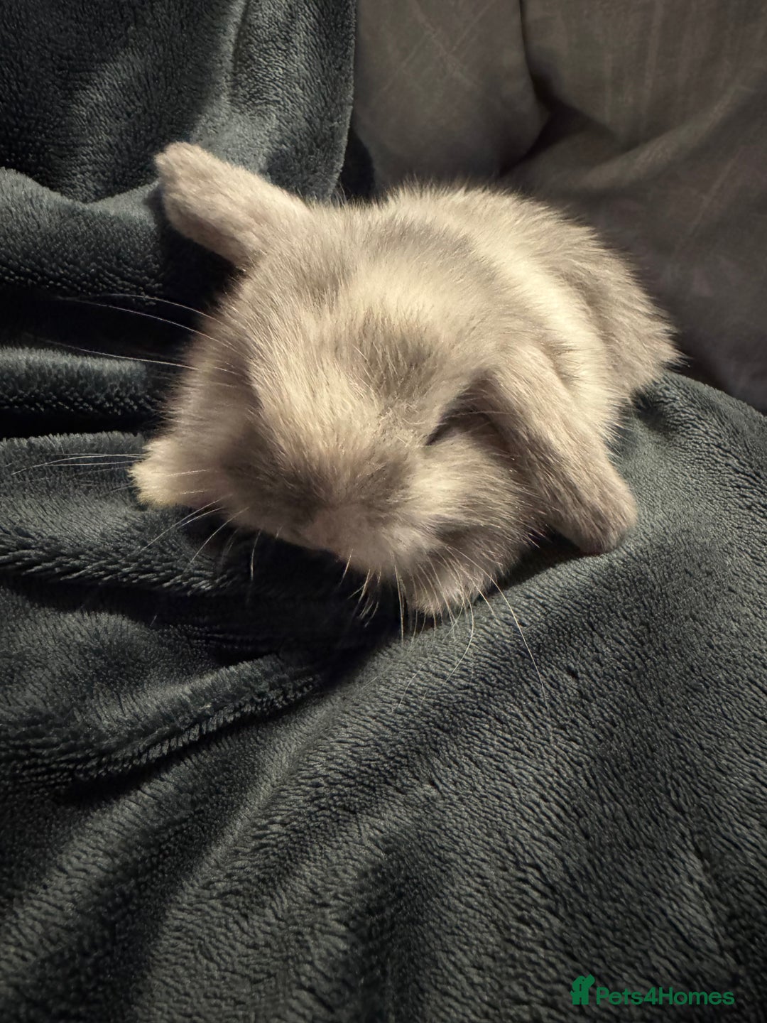 Mini Lop rabbits for sale: Extremely friendly mini lop babies for sale  - Image 9