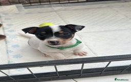 Jack Russell dogs for sale: Traditional mini Jack Russells - Image 3