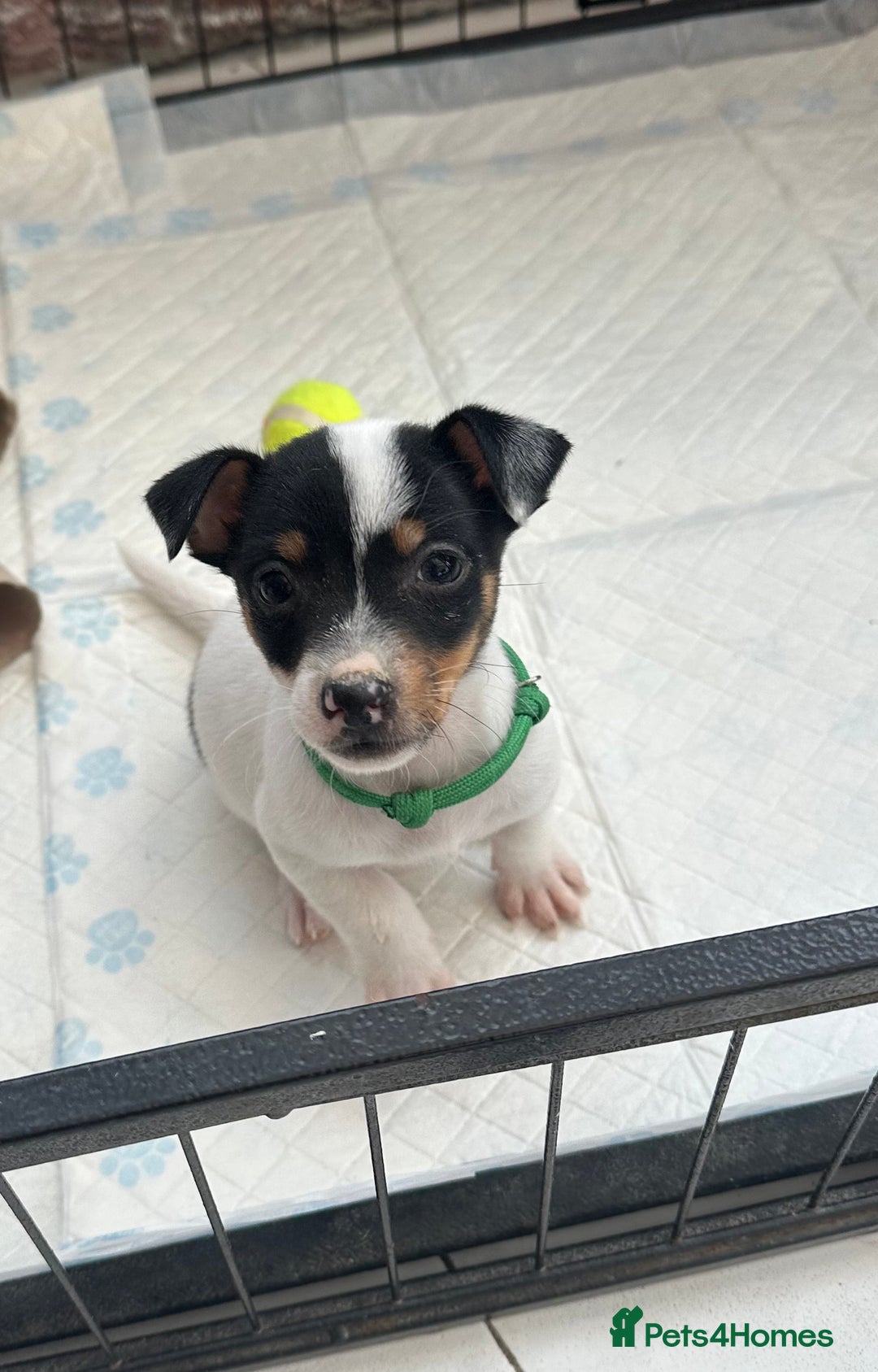 Jack Russell dogs for sale: Traditional mini Jack Russells - Image 3