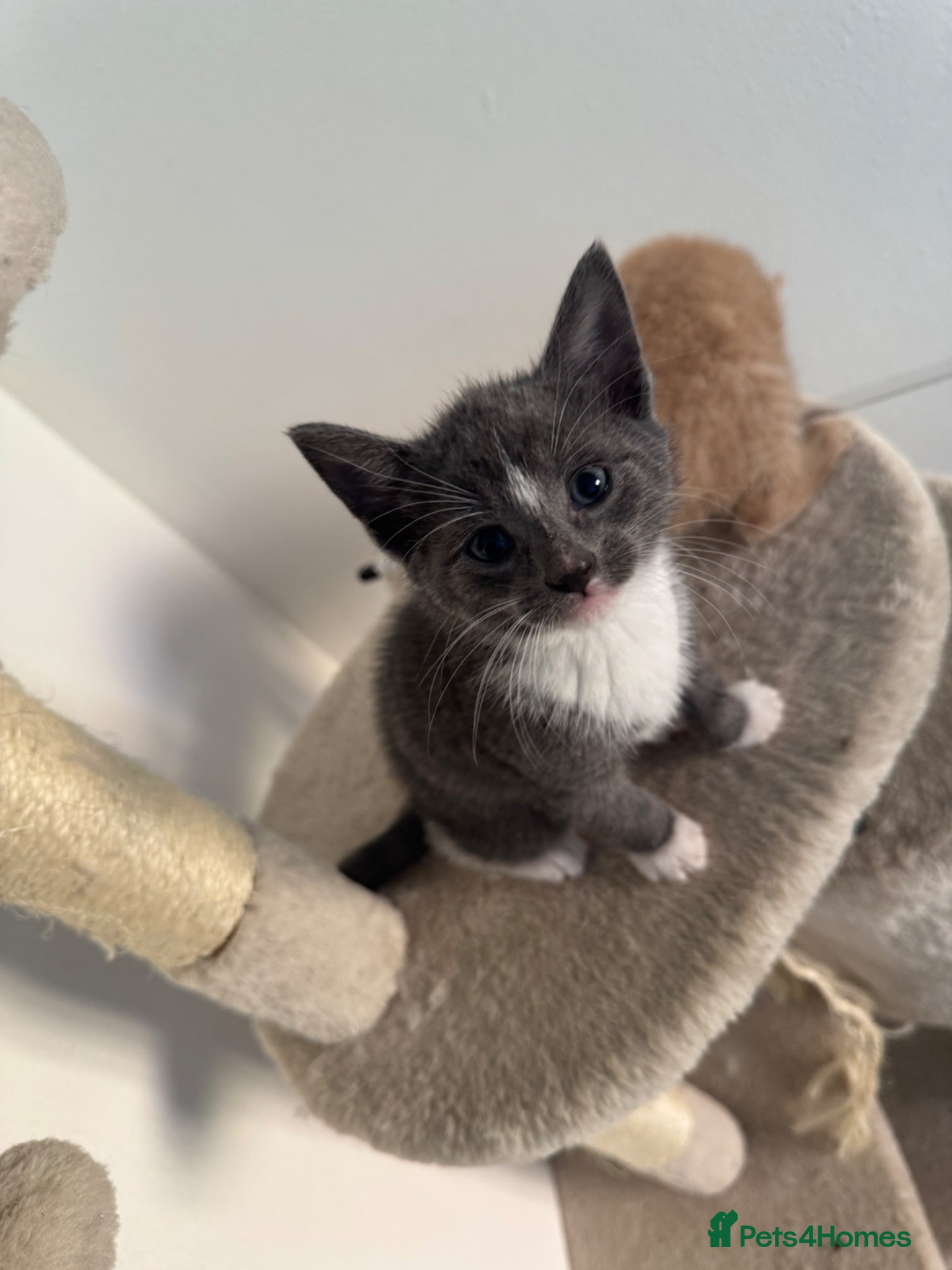 British Shorthair cats BSH Cream & Grey Kittens  - Advert 10