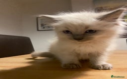 Ragdoll cats for sale: Ragdoll boy - Image 7