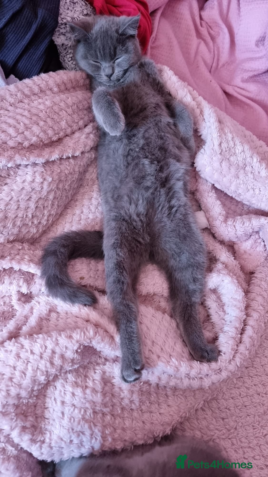 British Shorthair cats 💕🐾 Adorable BSH silver kittens ready to go 🐾💕 - Advert 12