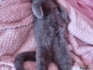British Shorthair cats 💕🐾 Adorable BSH silver kittens ready to go 🐾💕 - Advert 12